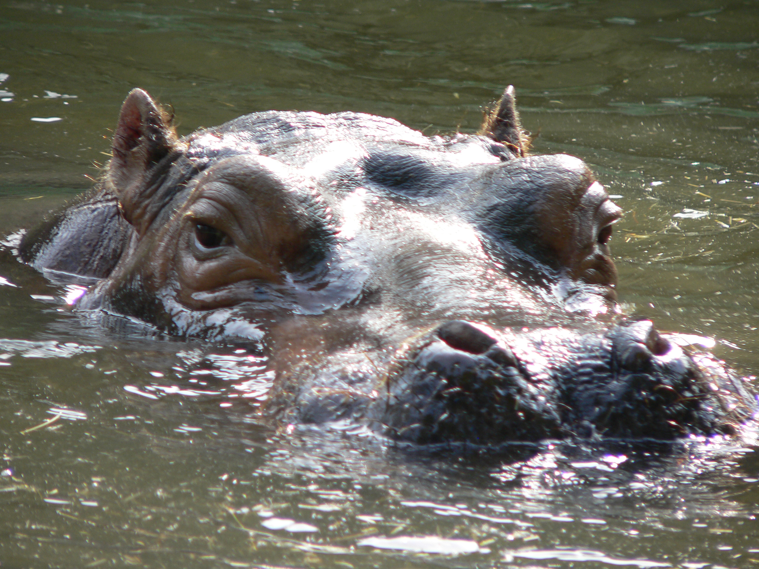 hippo