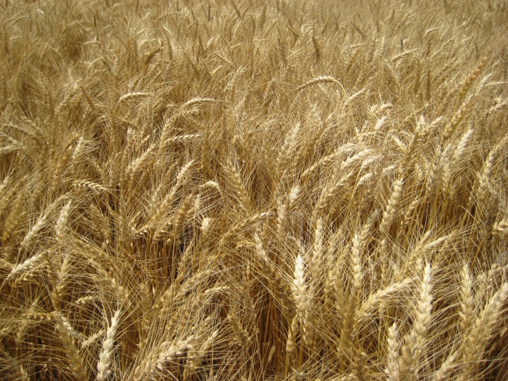 Soft red winter wheat(Triticum aestivum) grown in Kentucky  http://www.uky.edu/Ag/GrainCrops/ID125Wheat_Management_Kentucky.html